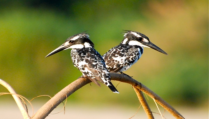 Tanzania Birding Safari