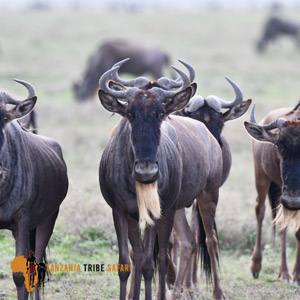 Tailor-made Wildebeest Migration to Serengeti