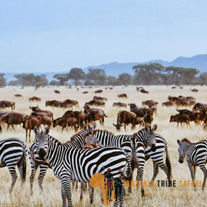 Great Serengeti Migration Trails