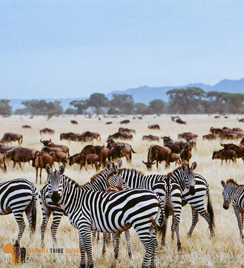 Tailor-made Wildebeest Migration to Serengeti