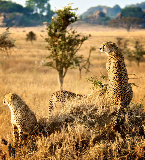 6 Days Tarangire, Lake Manyara & Ngorongoro Safari Experience