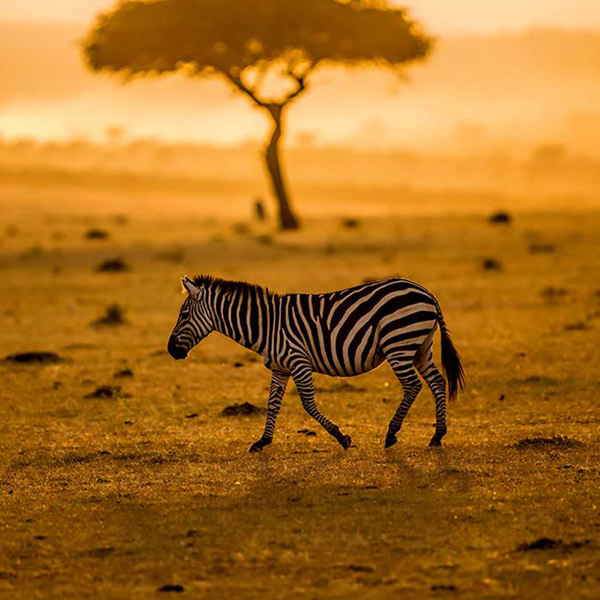 8 days Best Tanzania Luxury Safari